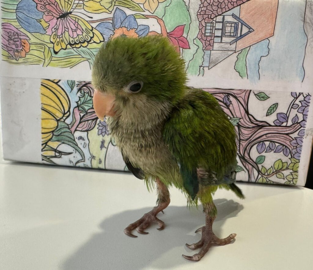 El Bloqui és la mascota del Centre de Dia Casa Bloc, rescatada pels usuaris, viu a una caixeta que li van fer ells.