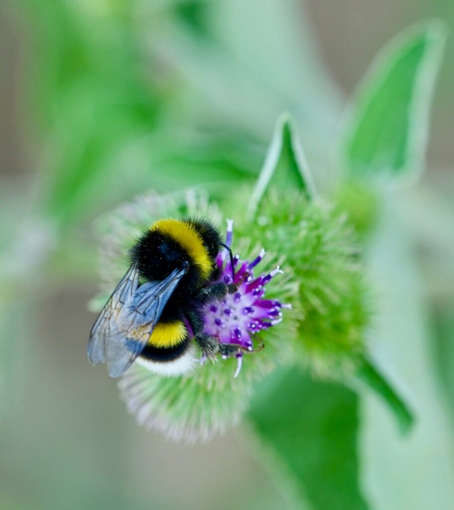 Les infermeres i les abelles indispensables per la salut de les persones i del planeta